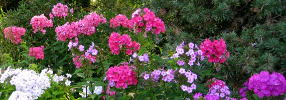 Phlox