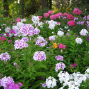 Phlox paniculata Seedlings from Our Garden