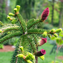 Picea abies 'Gold Drift' Older
