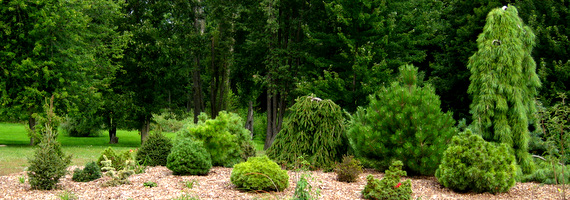 Pinus