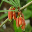 Polygonatum kingianum ssp. kingianum