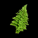 Polystichum setiferum 'Plumosomultilobum'