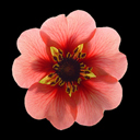 Potentilla nepalensis 'Ron McBeath'