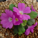 Primula allionii 'Claude Flight'