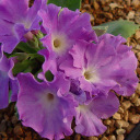 Primula allionii 'Lismore Treasure'