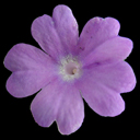 Primula marginata 'Kesselring's Variety'