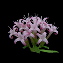 Putoria calabrica