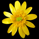 Ranunculus ficaria 'Cupreus'