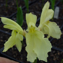 Roscoea cautleoides
