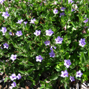 Ruellia humilis