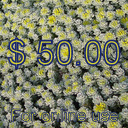 $50.00 On Line Gift Certificate