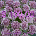 $100.00 Conventional Gift Certificate