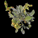 Sideritis phlomoides