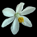 Sinojackia xylocarpa