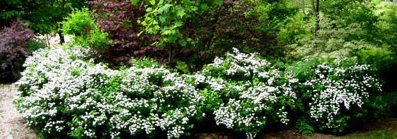 Spirea