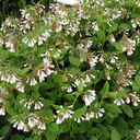 Symphytum ibericum