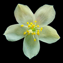Talinum okanoganense