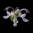 Teucrium aroanium