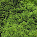 Thuja occidentalis 'Minima'