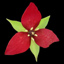 Trillium erectum Qty 24