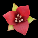 Trillium vaseyi*