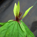 Trillium viridescens*