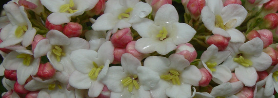 Viburnum