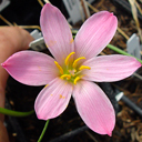 Zephyranthes macrosiphon