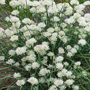 Allium maximowiczii alba
