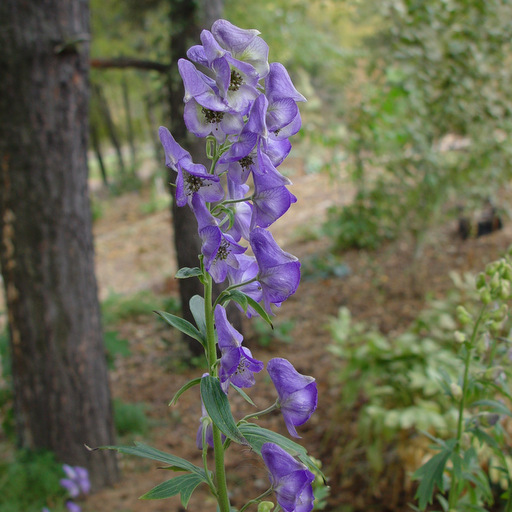 Aconitum charmichaelii spatlase