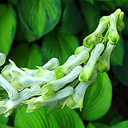 Aconitum septentrionale Ivorine