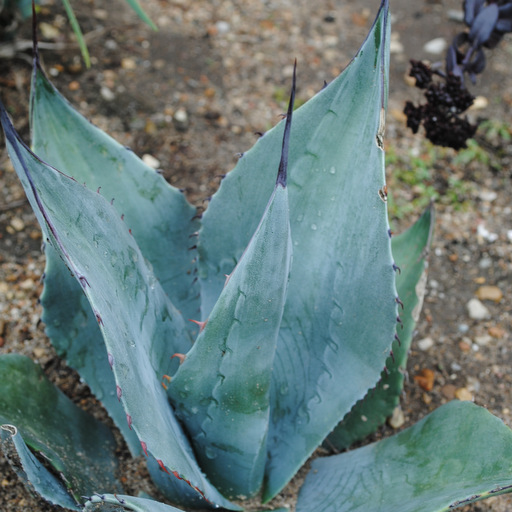 Agave havardiana - Click Image to Close