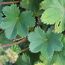 Alchemilla erythropoda