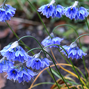 Allium beesianum