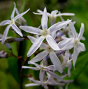 Amsonia illustris