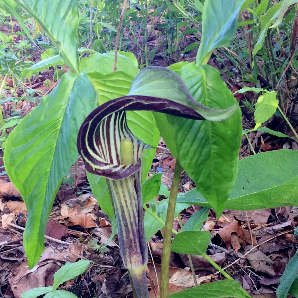 Arisaema triphyllum