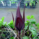 Arum purpureospathum ssp anatolicum