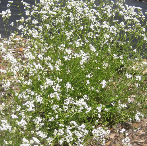 Asperula orientalis