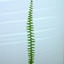 Asplenum platyneuron Ebony Spleenwort Qty 24