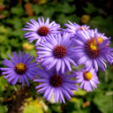 Aster oblongifolius