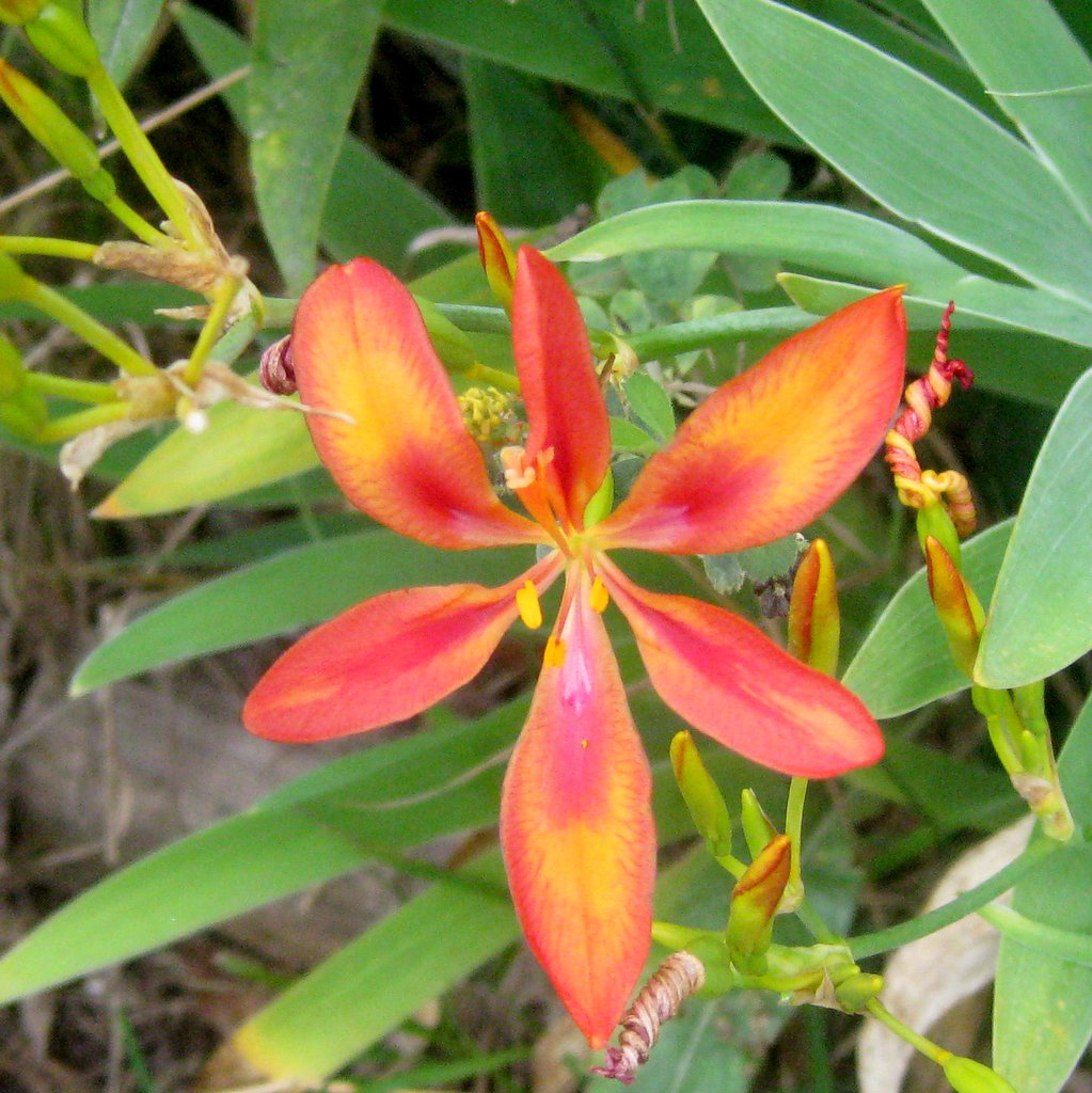 Bellamcanda chinensis