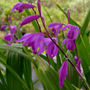 Bletilla striata - Click Image to Close