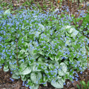 Brunnera macrophylla "Silver Leaf"