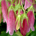 Campanula punctata nana lt. Pink