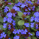 Ceratostigma plumbaginoides