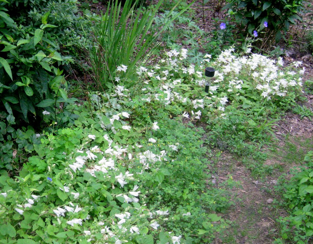 Campanula alliariifolia minor