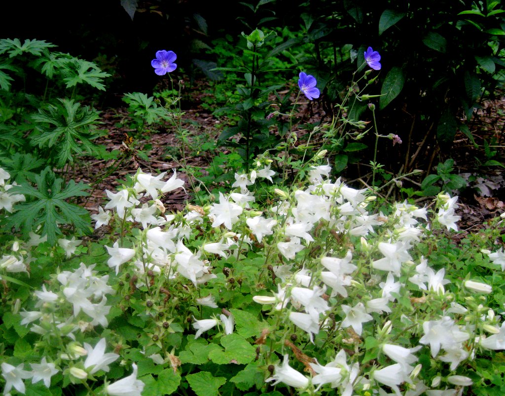 Campanula alliariifolia minor