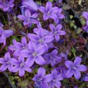 Campanula poscharskyana