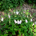 Campanula punctata 'Little Punky' - Click Image to Close