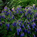 Campanula 'Serastro'